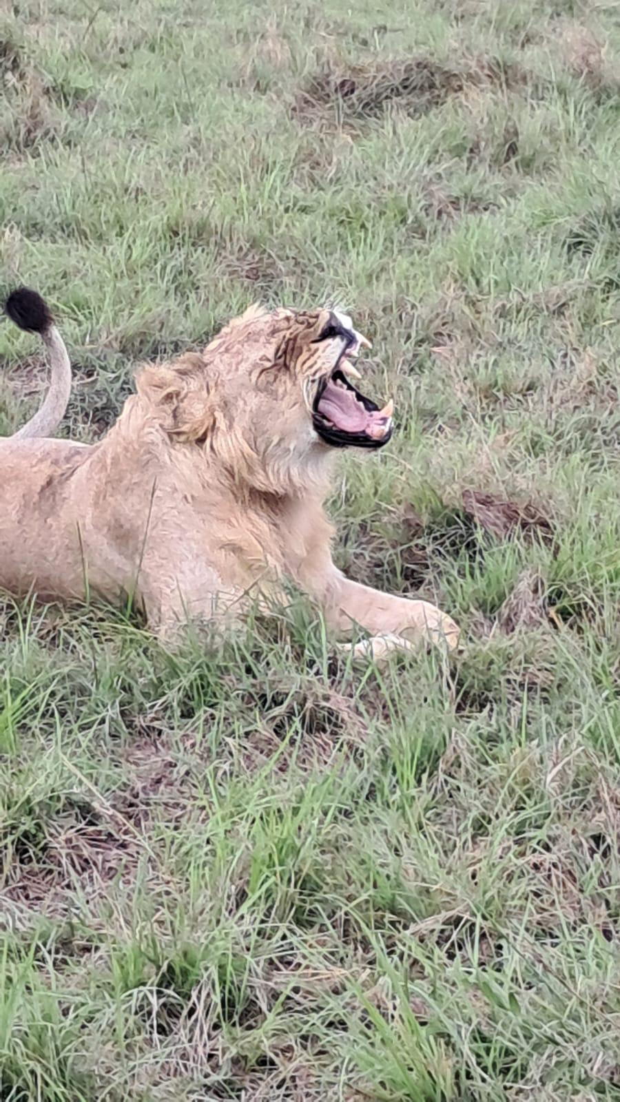 upplev det bästa safariäventyret i kenya tsavo east, Tsavo West, Amboseli, Masai Mara, Lake Nakuru och Taita-Hills.