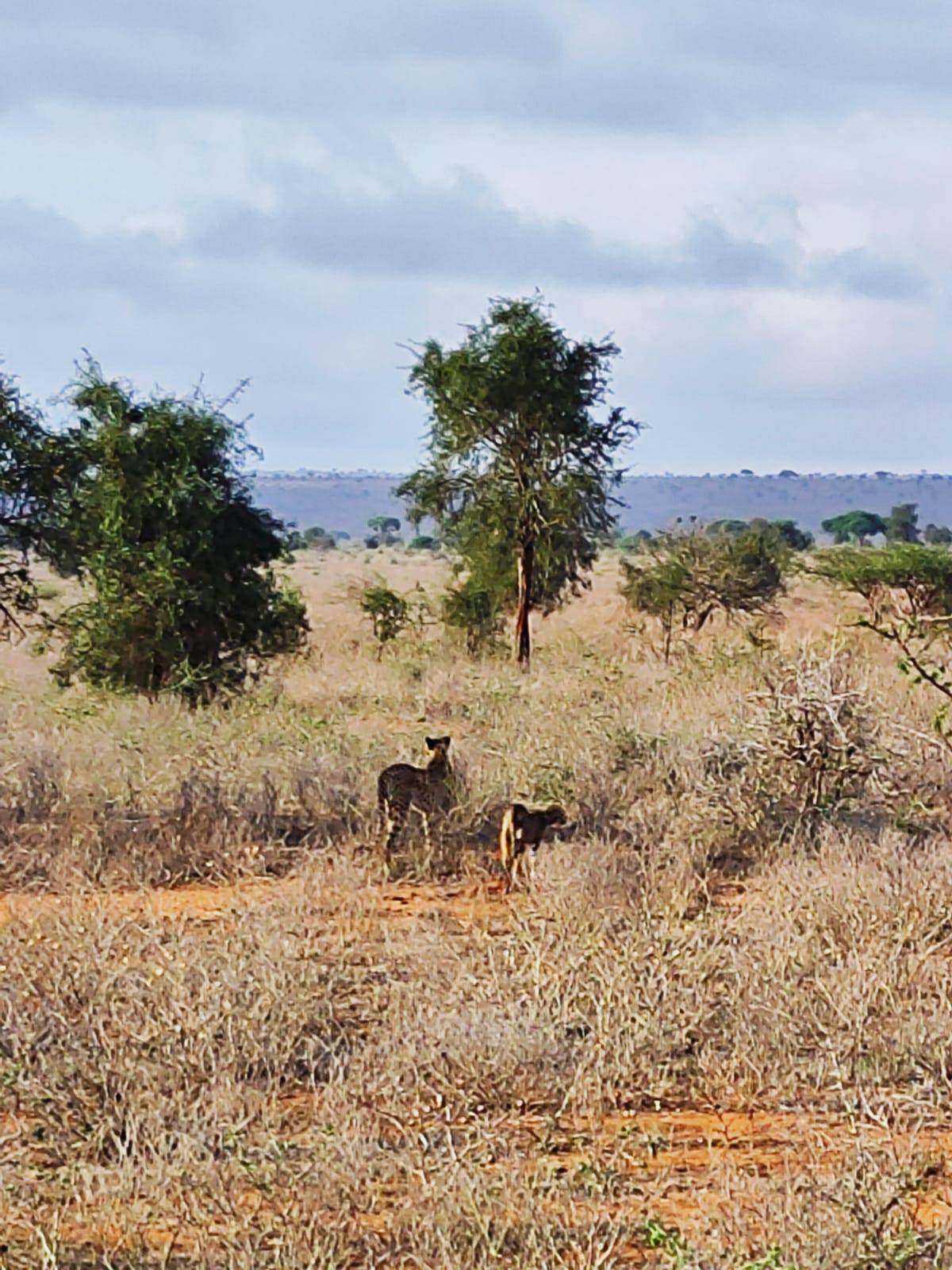 Erleben Sie Safari-Abenteuer in Kenia und sehen Sie die „Big Five“ in Tsavo Ost, Tsavo West, Amboseli, Masai Mara, Lake Nakuru und Taita Hills.