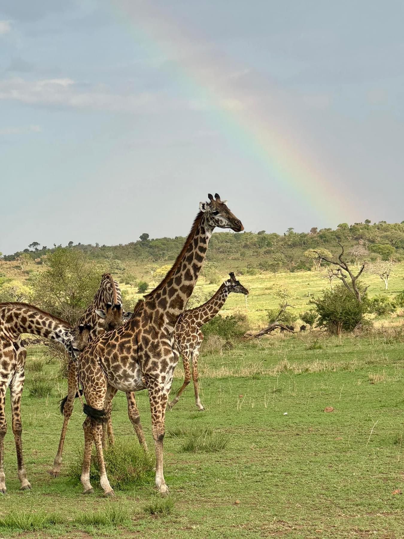 Erleben Sie die wunderschöne Safari und sehen Sie die Big Five in Tsavo East, Tsavo West, Amboseli, Masai Mara, Lake Nakuru und Taita Hills