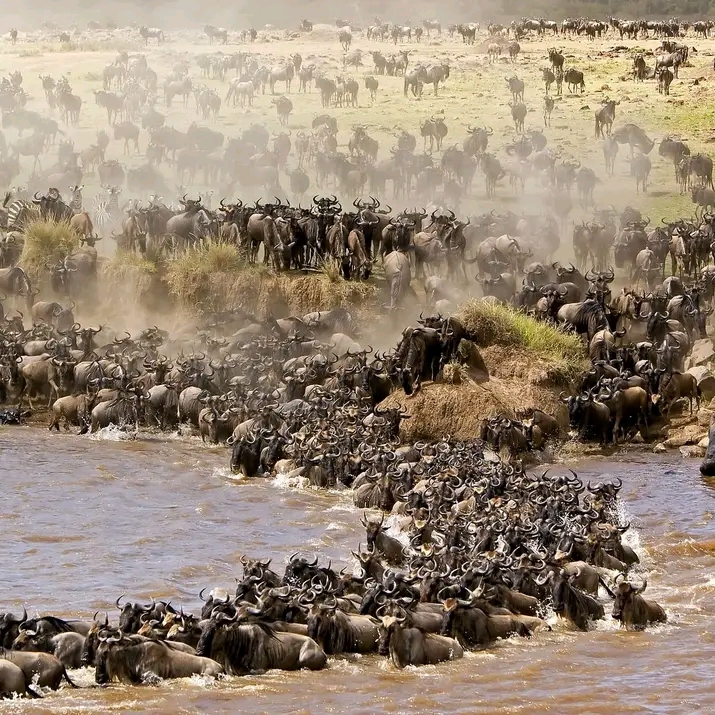 Erleben Sie die Gnuwanderung in der Masai Mara