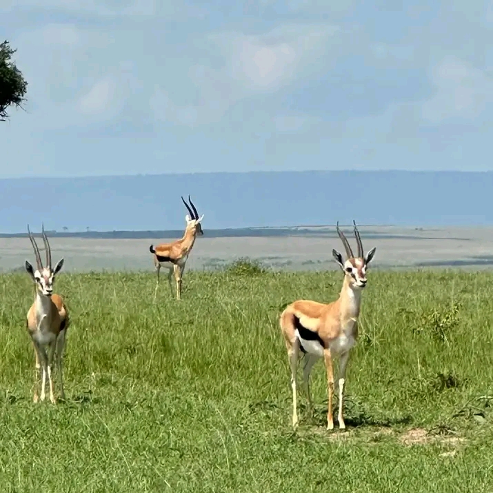 upplev det bästa safariäventyret i kenya tsavo east, Tsavo West, Amboseli, Masai Mara, Lake Nakuru och Taita-Hills.