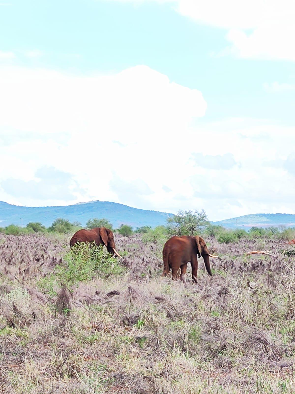 Erleben Sie die wunderschöne Safari und sehen Sie die Big Five in Tsavo East, Tsavo West, Amboseli, Masai Mara, Lake Nakuru und Taita Hills