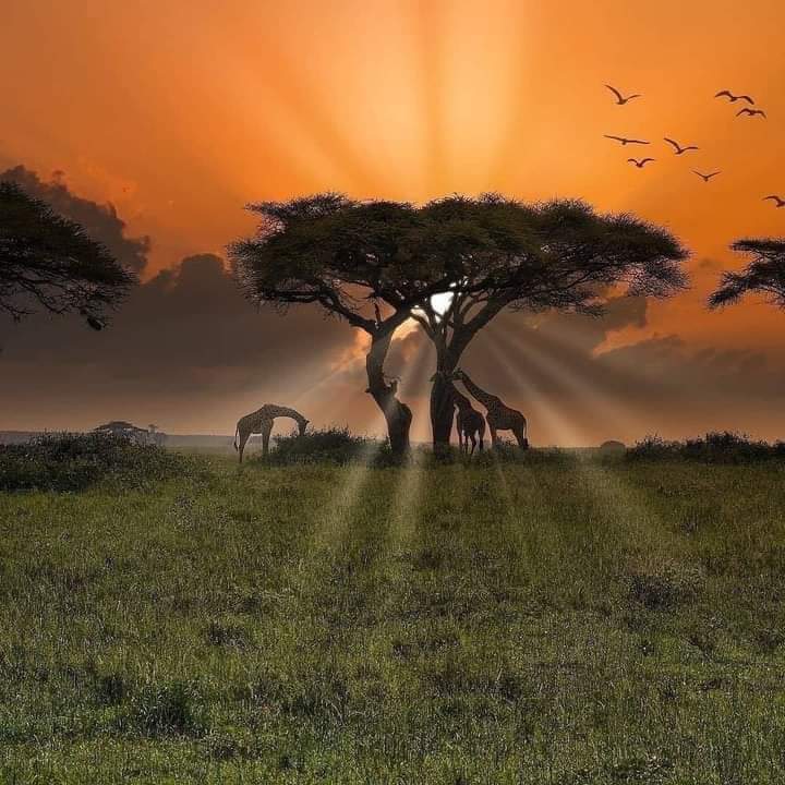 upplev det bästa safariäventyret i kenya tsavo east, Tsavo West, Amboseli, Masai Mara, Lake Nakuru och Taita-Hills.