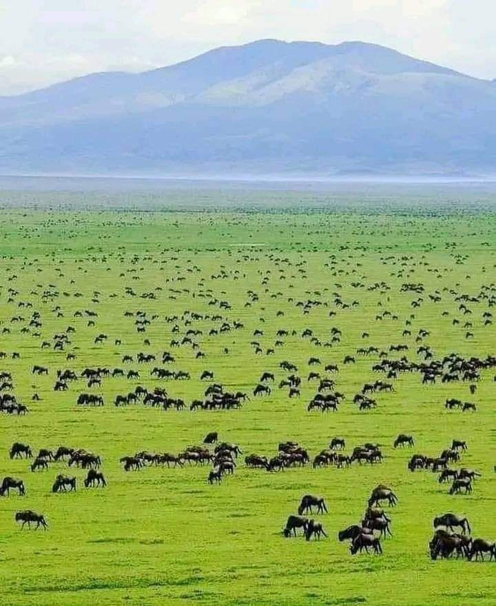 vivi la migliore avventura safari in Kenya Tsavo East, Tsavo West, Amboseli, Masai Mara, Lake Nakuru e Taita-Hills.