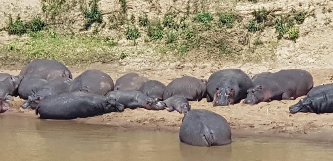 Erleben Sie die wunderschöne Safari und sehen Sie die Big Five in Tsavo East, Tsavo West, Amboseli, Masai Mara, Lake Nakuru und Taita Hills