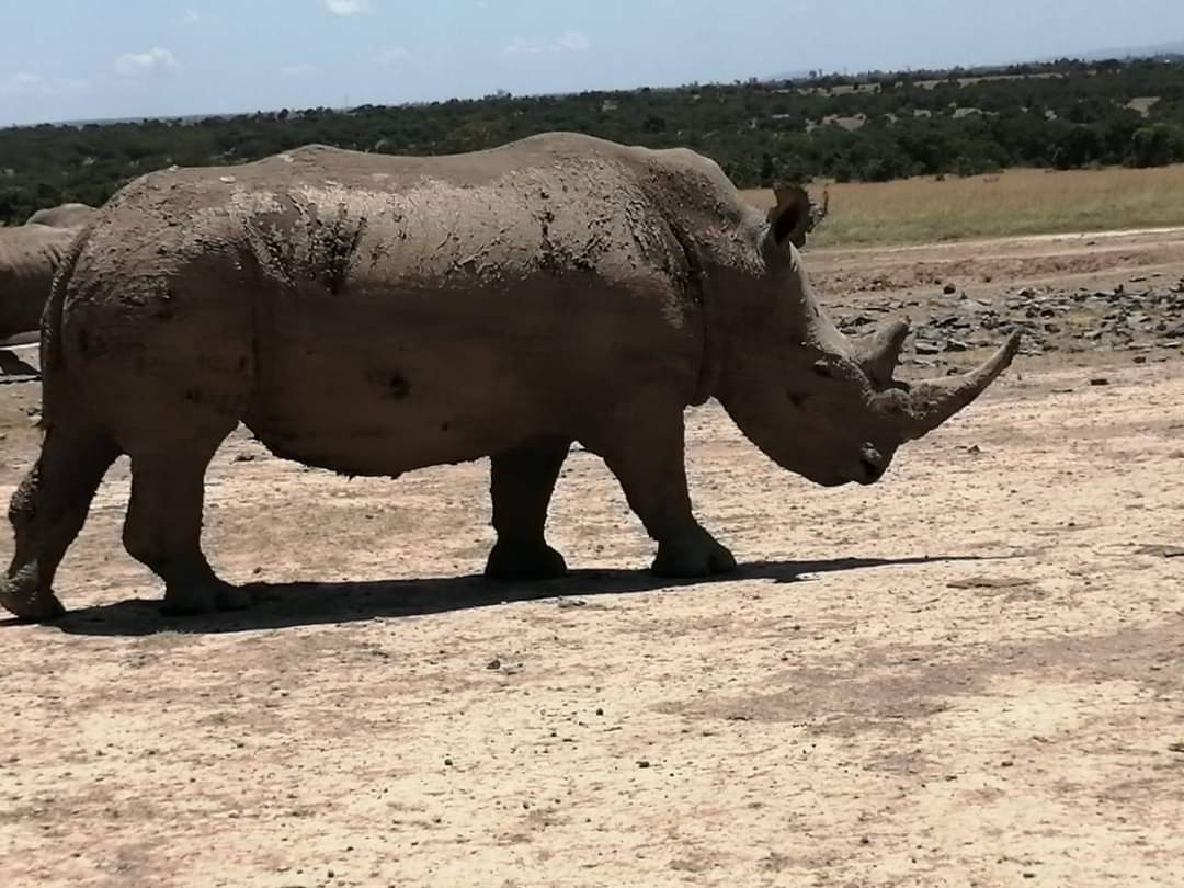 upplev det bästa safariäventyret i kenya tsavo east, Tsavo West, Amboseli, Masai Mara, Lake Nakuru och Taita-Hills.