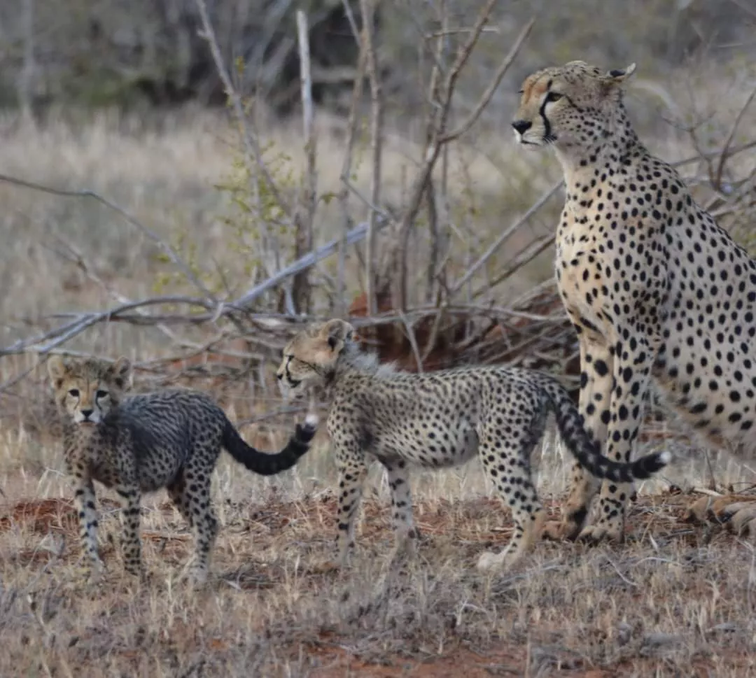 upplev det bästa safariäventyret i kenya tsavo east, Tsavo West, Amboseli, Masai Mara, Lake Nakuru och Taita-Hills.