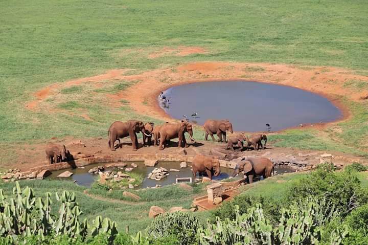 vivi la migliore avventura safari in Kenya Tsavo East, Tsavo West, Amboseli, Masai Mara, Lake Nakuru e Taita-Hills.