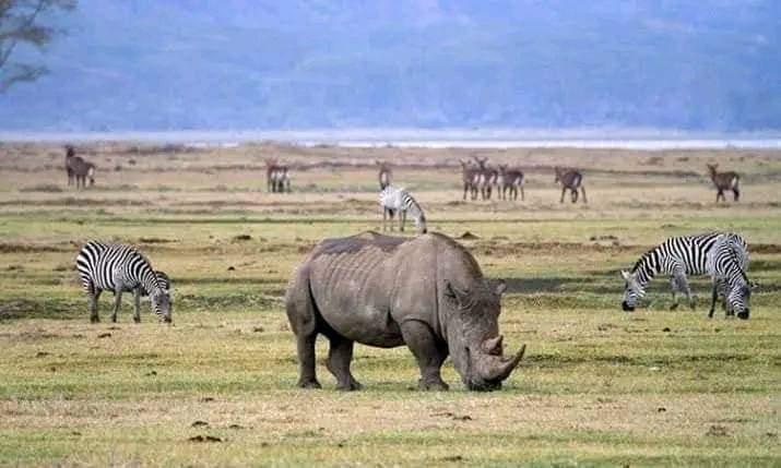 Erleben Sie die wunderschöne Safari und sehen Sie die Big Five in Tsavo East, Tsavo West, Amboseli, Masai Mara, Lake Nakuru und Taita Hills