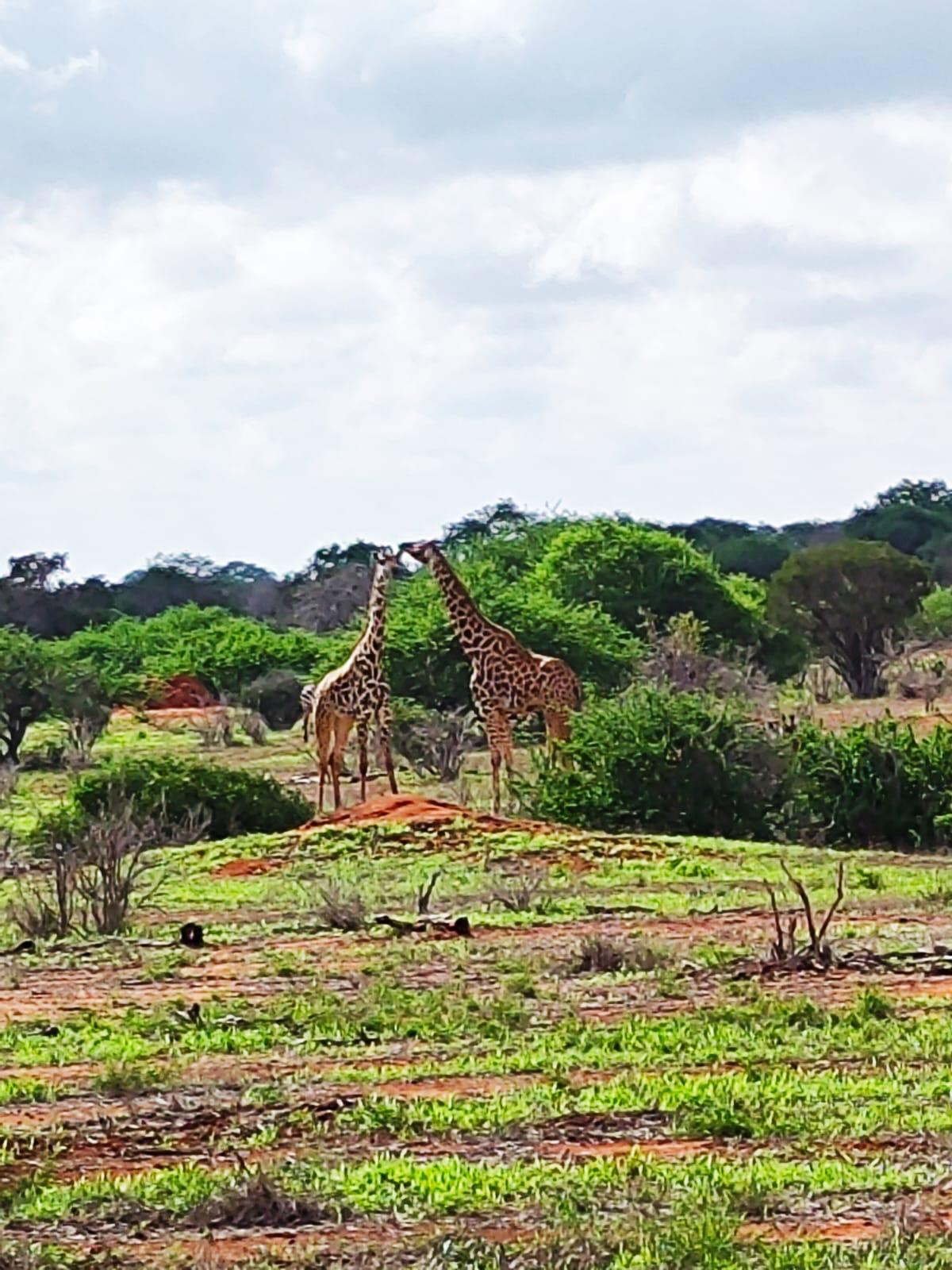 Giraffen im Tsavo Ost. Erleben Sie die Schönheit einer Kenia-Safaris