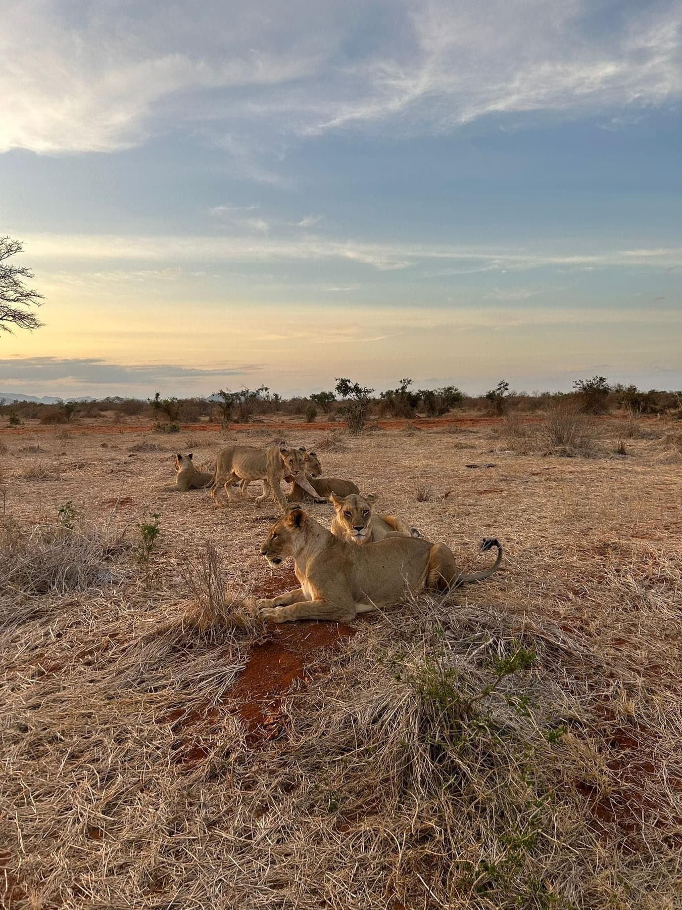 wunderschönes Erlebnis im Tsavo-Ost, Tsavo-West und Amboseli-Park.