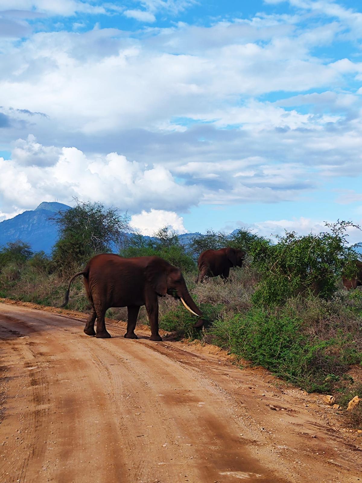 Erleben Sie die wunderschöne Safari und sehen Sie die Big Five in Tsavo East, Tsavo West, Amboseli, Masai Mara, Lake Nakuru und Taita Hills