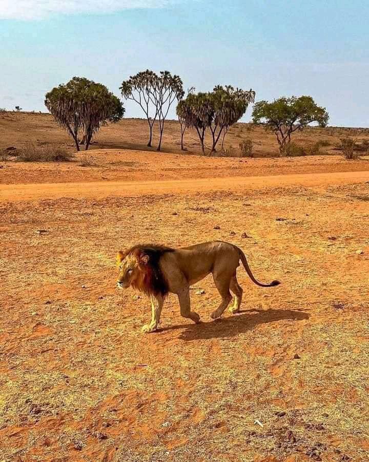 Erleben Sie die wunderschöne Safari und sehen Sie die Big Five in Tsavo East, Tsavo West, Amboseli, Masai Mara, Lake Nakuru und Taita Hills