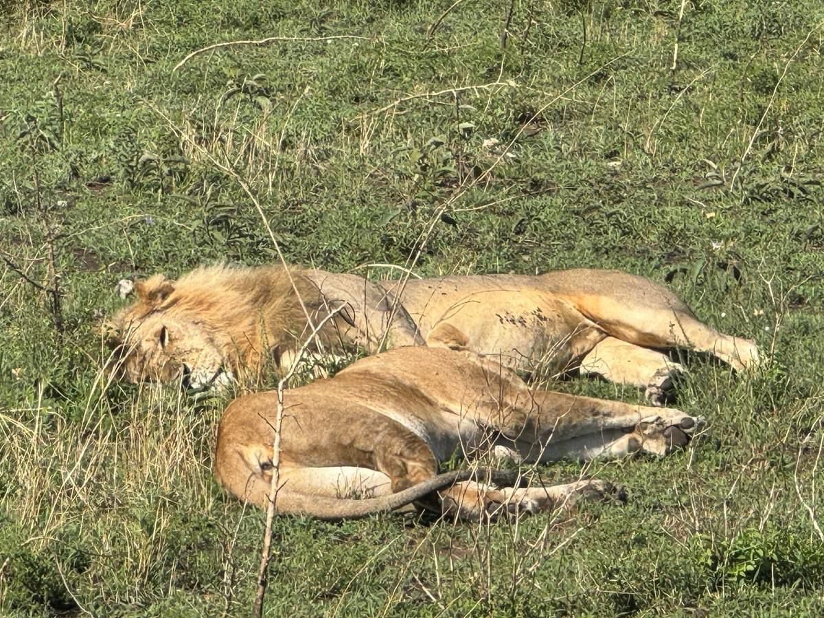 Erleben Sie die wunderschöne Safari und sehen Sie die Big Five in Tsavo East, Tsavo West, Amboseli, Masai Mara, Lake Nakuru und Taita Hills
