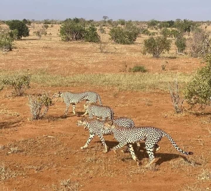 Erleben Sie die wunderschöne Safari und sehen Sie die Big Five in Tsavo East, Tsavo West, Amboseli, Masai Mara, Lake Nakuru und Taita Hills