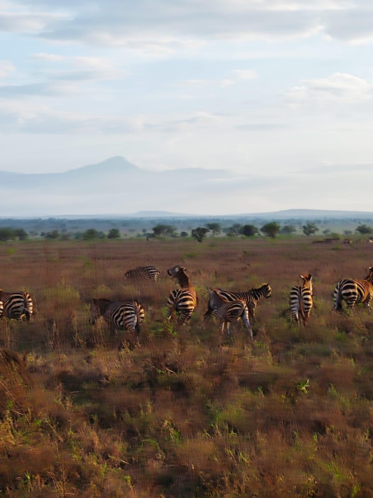 upplev det bästa safariäventyret i kenya tsavo east, Tsavo West, Amboseli, Masai Mara, Lake Nakuru och Taita-Hills.