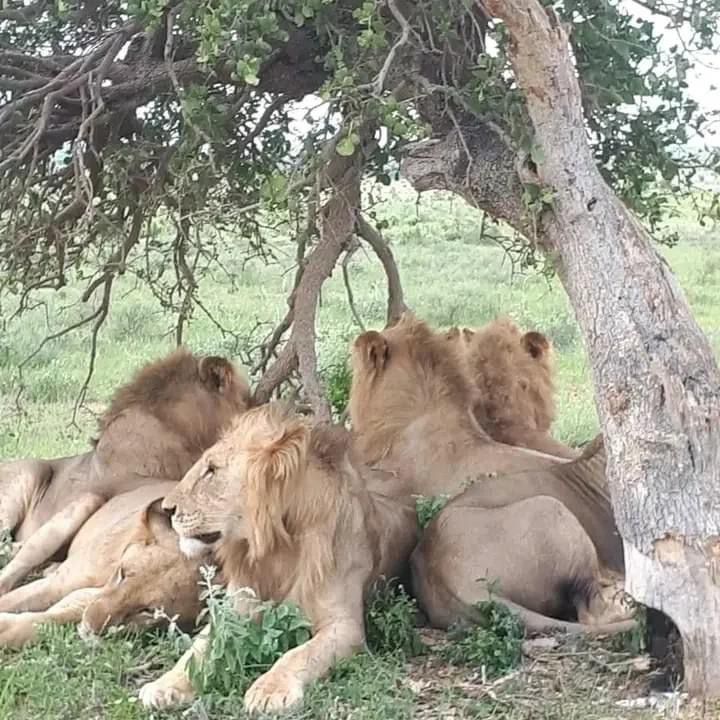 Erleben Sie die wunderschöne Safari und sehen Sie die Big Five in Tsavo East, Tsavo West, Amboseli, Masai Mara, Lake Nakuru und Taita Hills