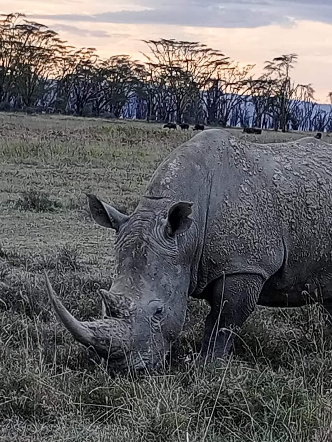 upplev det bästa safariäventyret i kenya tsavo east, Tsavo West, Amboseli, Masai Mara, Lake Nakuru och Taita-Hills.