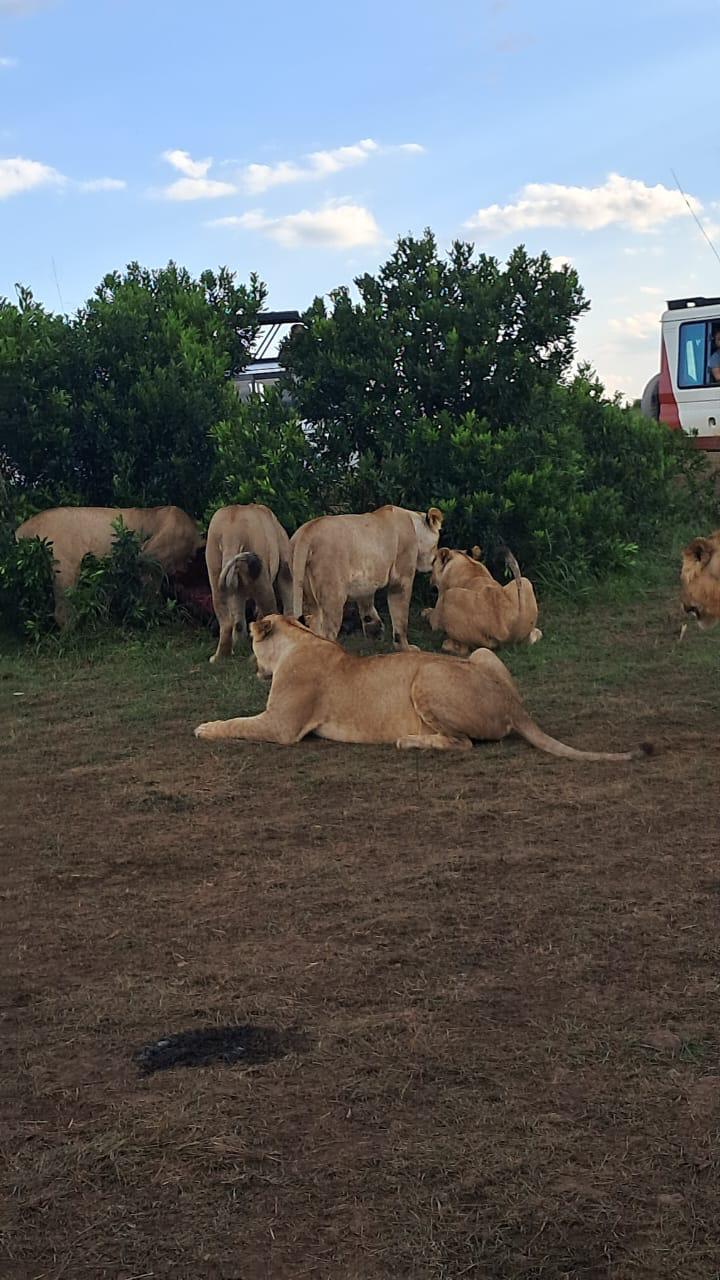 Erleben Sie die wunderschöne Safari und sehen Sie die Big Five in Tsavo East, Tsavo West, Amboseli, Masai Mara, Lake Nakuru und Taita Hills