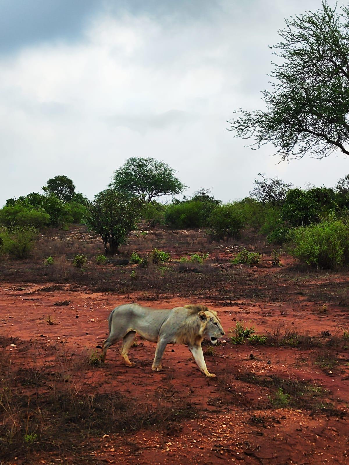upplev det bästa safariäventyret i kenya Tsavo East, Tsavo West, Amboseli, Masai Mara  ,Lake Nakuru  and Taita-Hills.