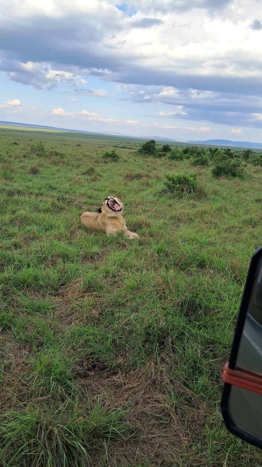 Erleben Sie Löwen bei der Jagd auf Beute in der Masai Mara