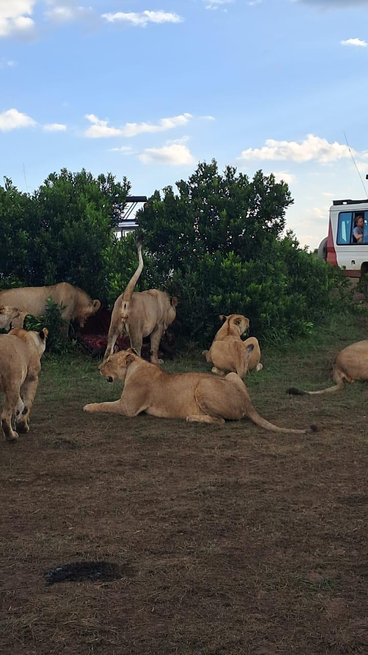 upplev det bästa safariäventyret i kenya tsavo east, Tsavo West, Amboseli, Masai Mara, Lake Nakuru och Taita-Hills.