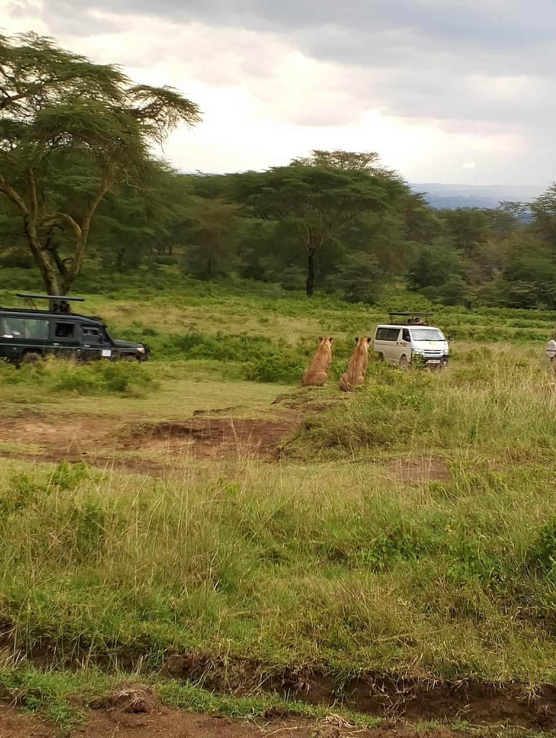 vivi la migliore avventura safari in Kenya Tsavo East, Tsavo West, Amboseli, Masai Mara, Lake Nakuru e Taita-Hills.