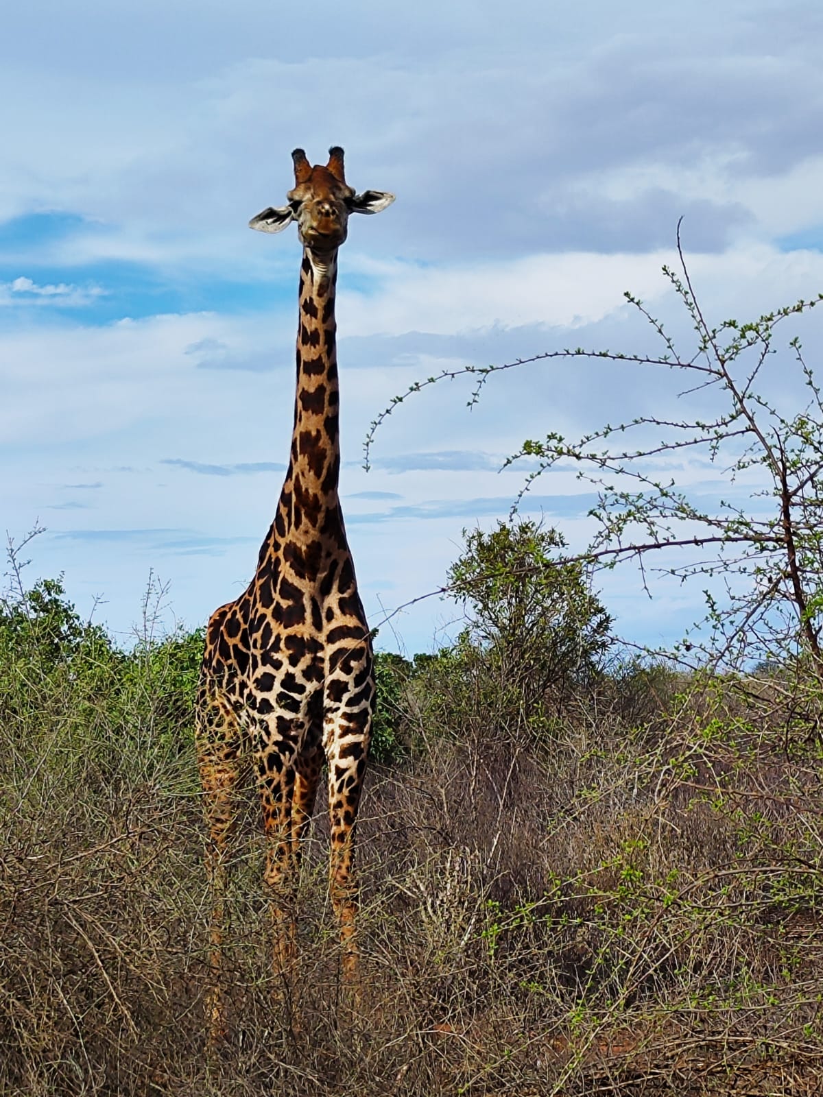 upplev det bästa safariäventyret i kenya tsavo east, Tsavo West, Amboseli, Masai Mara, Lake Nakuru och Taita-Hills.