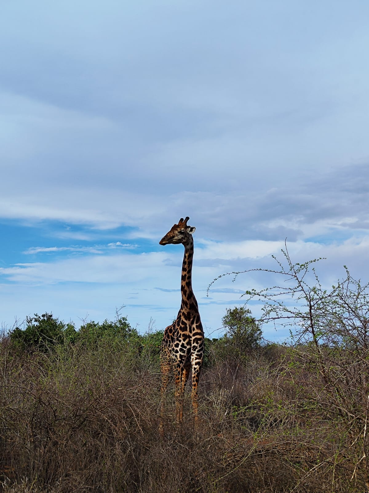 Erleben Sie Safari-Abenteuer in Kenia und sehen Sie die „Big Five“ in Tsavo Ost, Tsavo West, Amboseli, Masai Mara, Lake Nakuru und Taita Hills.