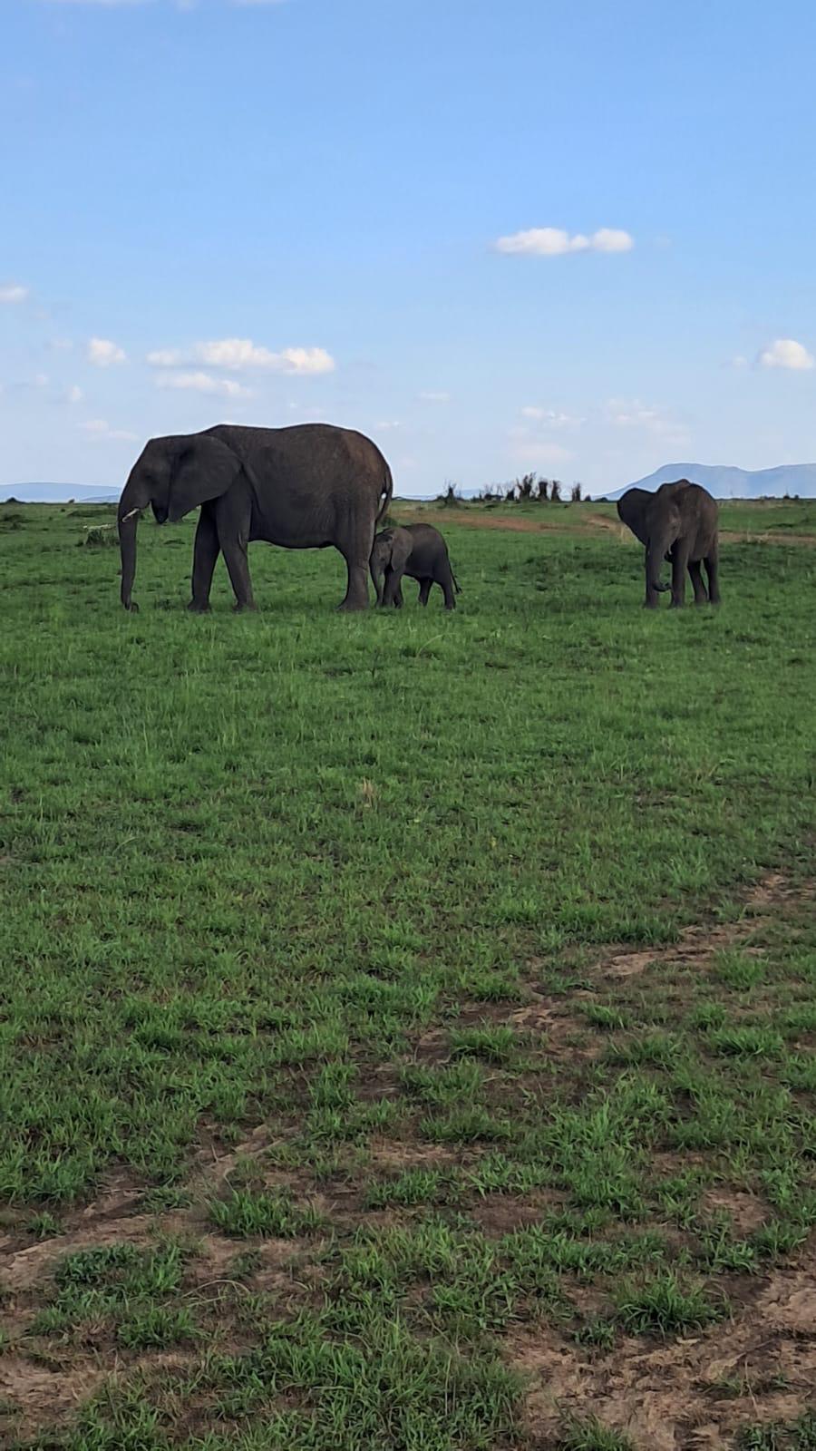 upplev det bästa safariäventyret i kenya tsavo east, Tsavo West, Amboseli, Masai Mara, Lake Nakuru och Taita-Hills.