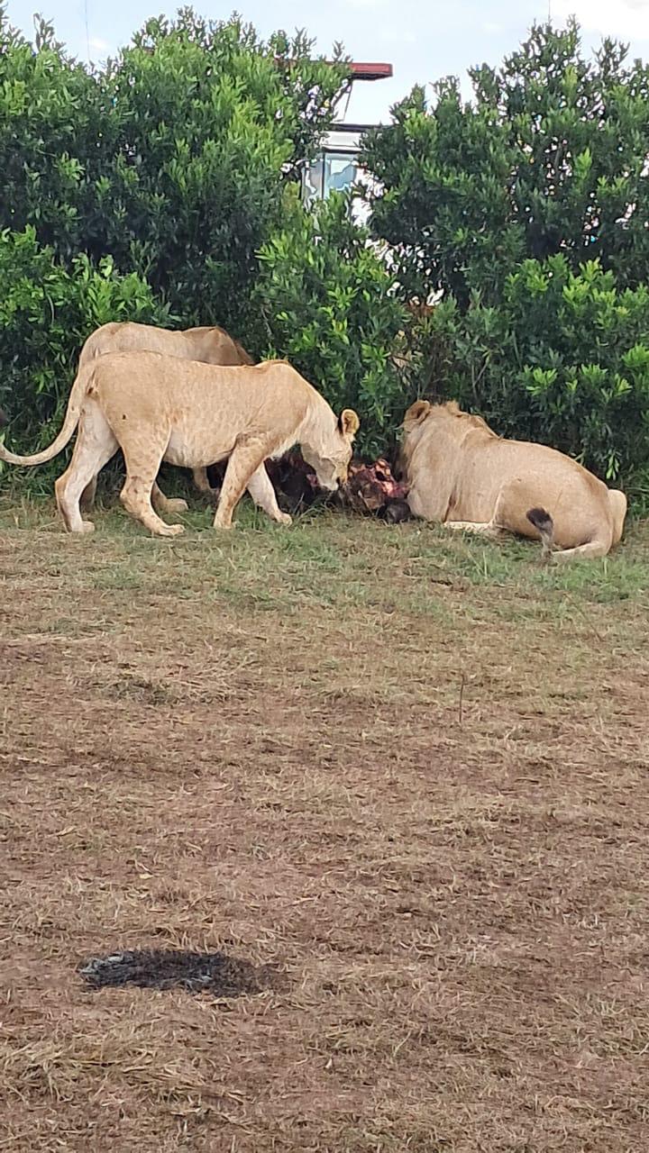 upplev det bästa safariäventyret i kenya tsavo east, Tsavo West, Amboseli, Masai Mara, Lake Nakuru och Taita-Hills.
