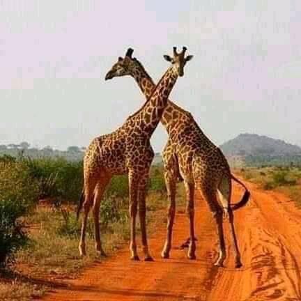Erleben Sie die wunderschöne Safari und sehen Sie die Big Five in Tsavo East, Tsavo West, Amboseli, Masai Mara, Lake Nakuru und Taita Hills