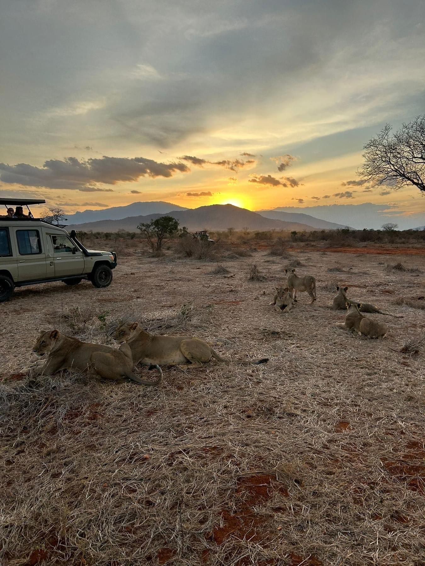 Erleben Sie das beste Safari-Abenteuer in Kenia in den Taita Hills
