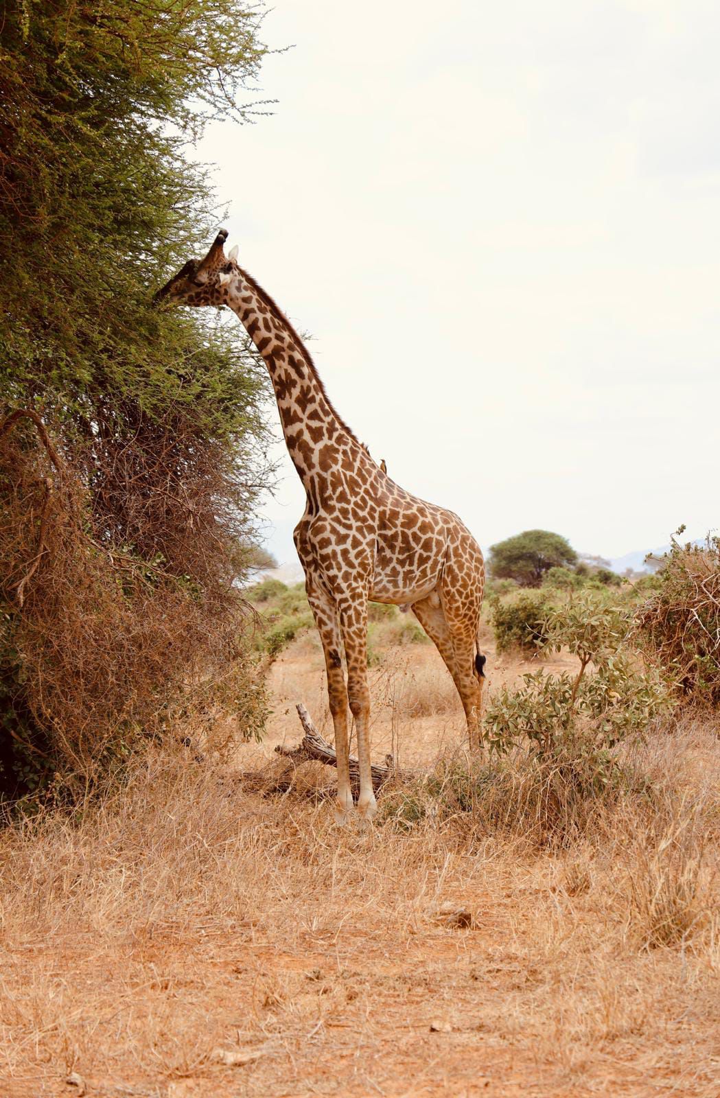 upplev det bästa safariäventyret i kenya tsavo east, Tsavo West, Amboseli, Masai Mara, Lake Nakuru och Taita-Hills.