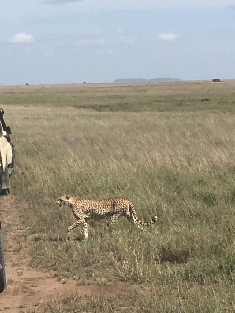 upplev det bästa safariäventyret i kenya tsavo east, Tsavo West, Amboseli, Masai Mara, Lake Nakuru och Taita-Hills.