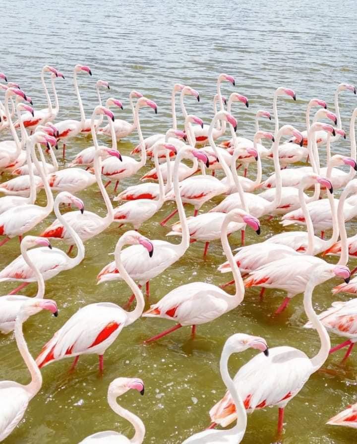 Besuchen Sie den berühmten Lake Nakuru mit Tausenden von Flamingos