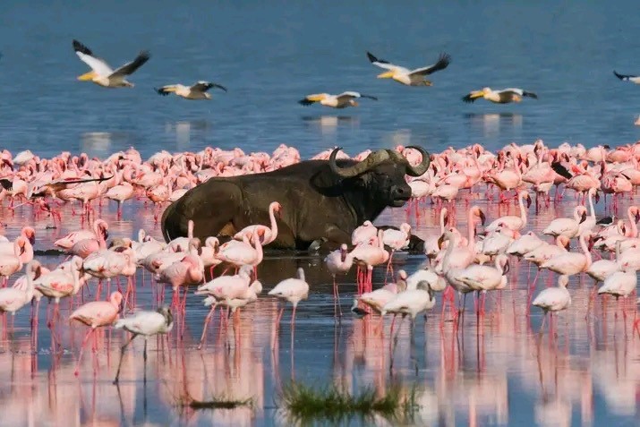 vivi la migliore avventura safari in Kenya Tsavo East, Tsavo West, Amboseli, Masai Mara, Lake Nakuru e Taita-Hills.