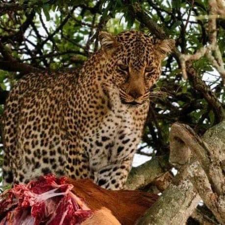 Tsavo East, Tsavo West, Amboseli, Masai Mara, Lake Nakuru