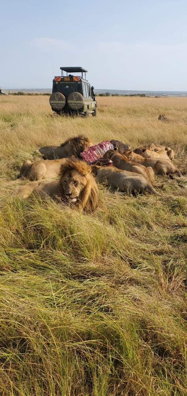 upplev det bästa safariäventyret i kenya tsavo east, Tsavo West, Amboseli, Masai Mara, Lake Nakuru och Taita-Hills.