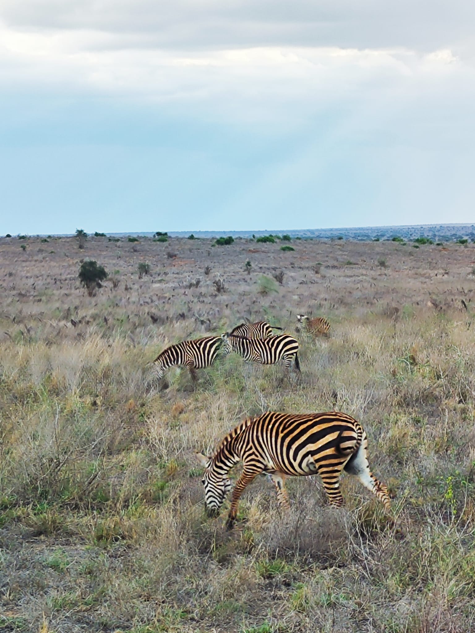 Safari