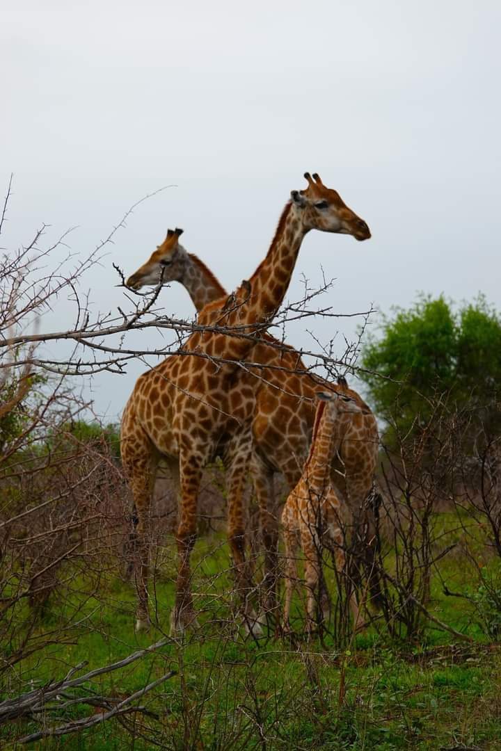 vivi la migliore avventura safari in Kenya Tsavo East, Tsavo West, Amboseli, Masai Mara, Lake Nakuru e Taita-Hills.