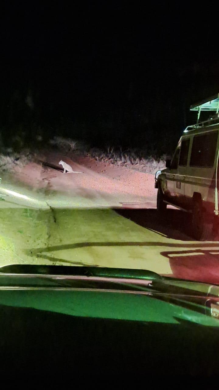 Erleben Sie die Tierwelt bei Nacht in Taita Hills