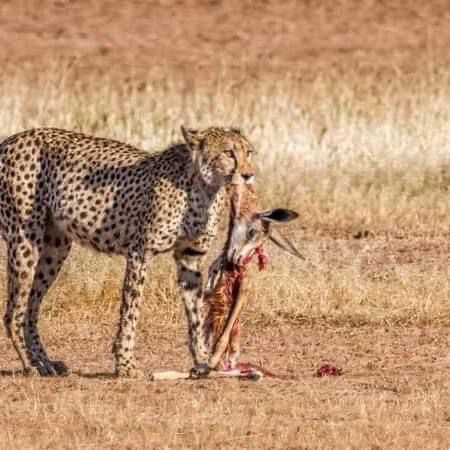 upplev det bästa safariäventyret i kenya tsavo east, Tsavo West, Amboseli, Masai Mara, Lake Nakuru och Taita-Hills.