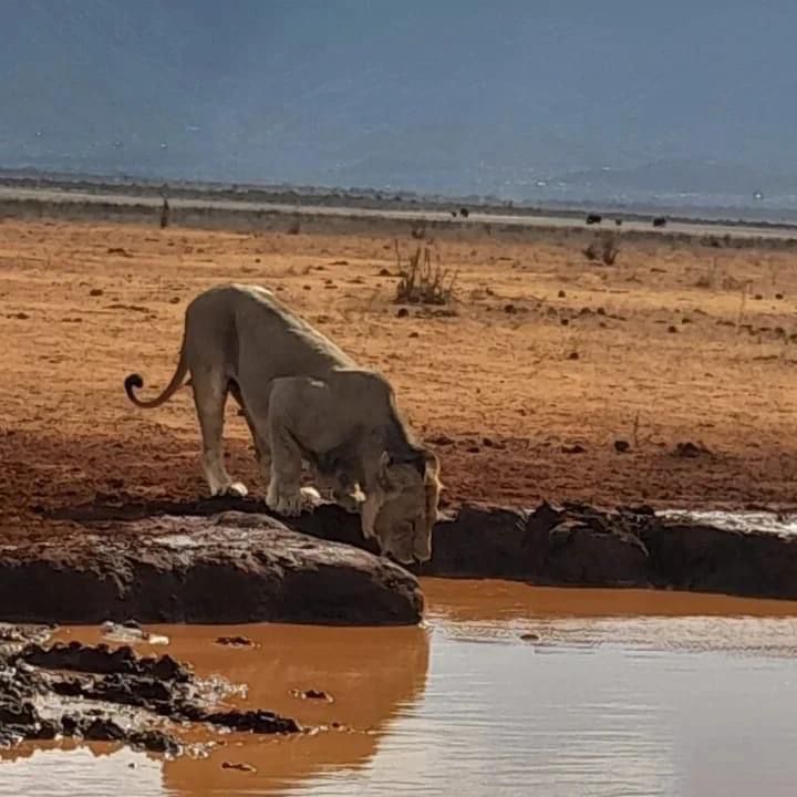upplev det bästa safariäventyret i kenya tsavo east, Tsavo West, Amboseli, Masai Mara, Lake Nakuru och Taita-Hills.