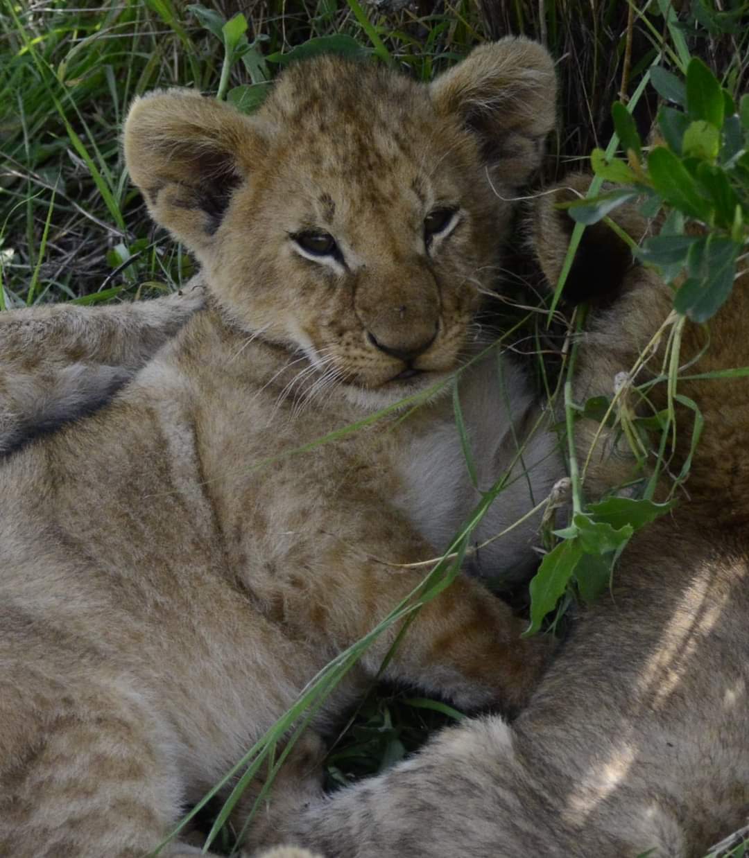 upplev det bästa safariäventyret i kenya tsavo east, Tsavo West, Amboseli, Masai Mara, Lake Nakuru och Taita-Hills.