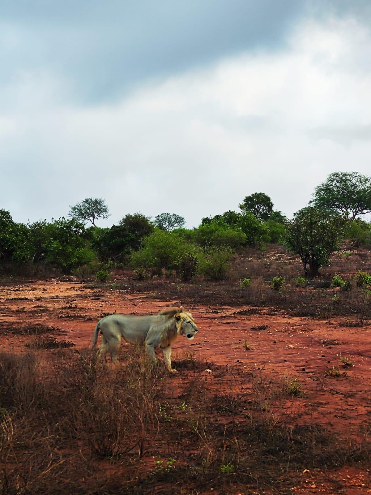 upplev det bästa safariäventyret i kenya tsavo east, Tsavo West, Amboseli, Masai Mara, Lake Nakuru och Taita-Hills.