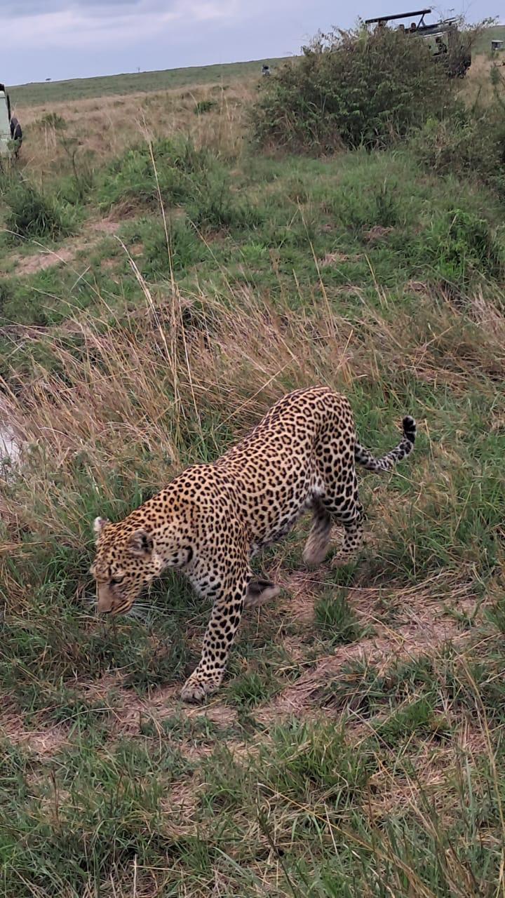 Genießen Sie die Aussicht auf den Kilimandscharo im Amboseli-Park