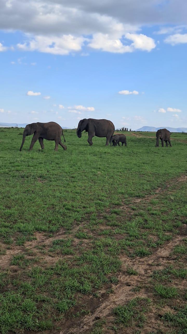 .upplev det bästa safariäventyret i kenya tsavo east, Tsavo West, Amboseli, Masai Mara, Lake Nakuru och Taita-Hills.