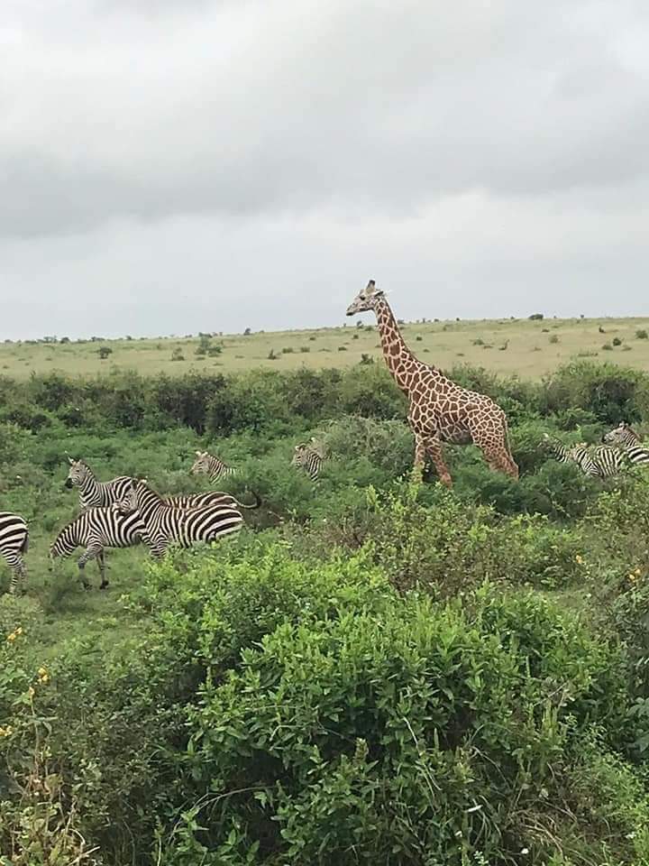 vivi la migliore avventura safari in Kenya Tsavo East, Tsavo West, Amboseli, Masai Mara, Lake Nakuru e Taita-Hills.