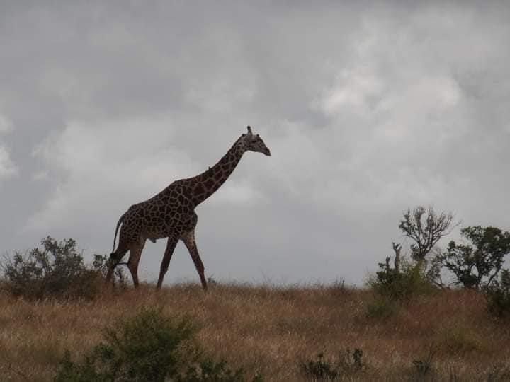 vivi la migliore avventura safari in Kenya Tsavo East, Tsavo West, Amboseli, Masai Mara, Lake Nakuru e Taita-Hills.